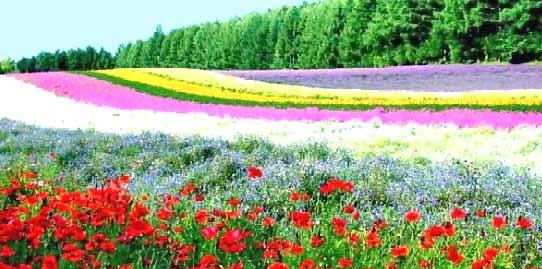 Best Flowers In The World: Best Flower Garden