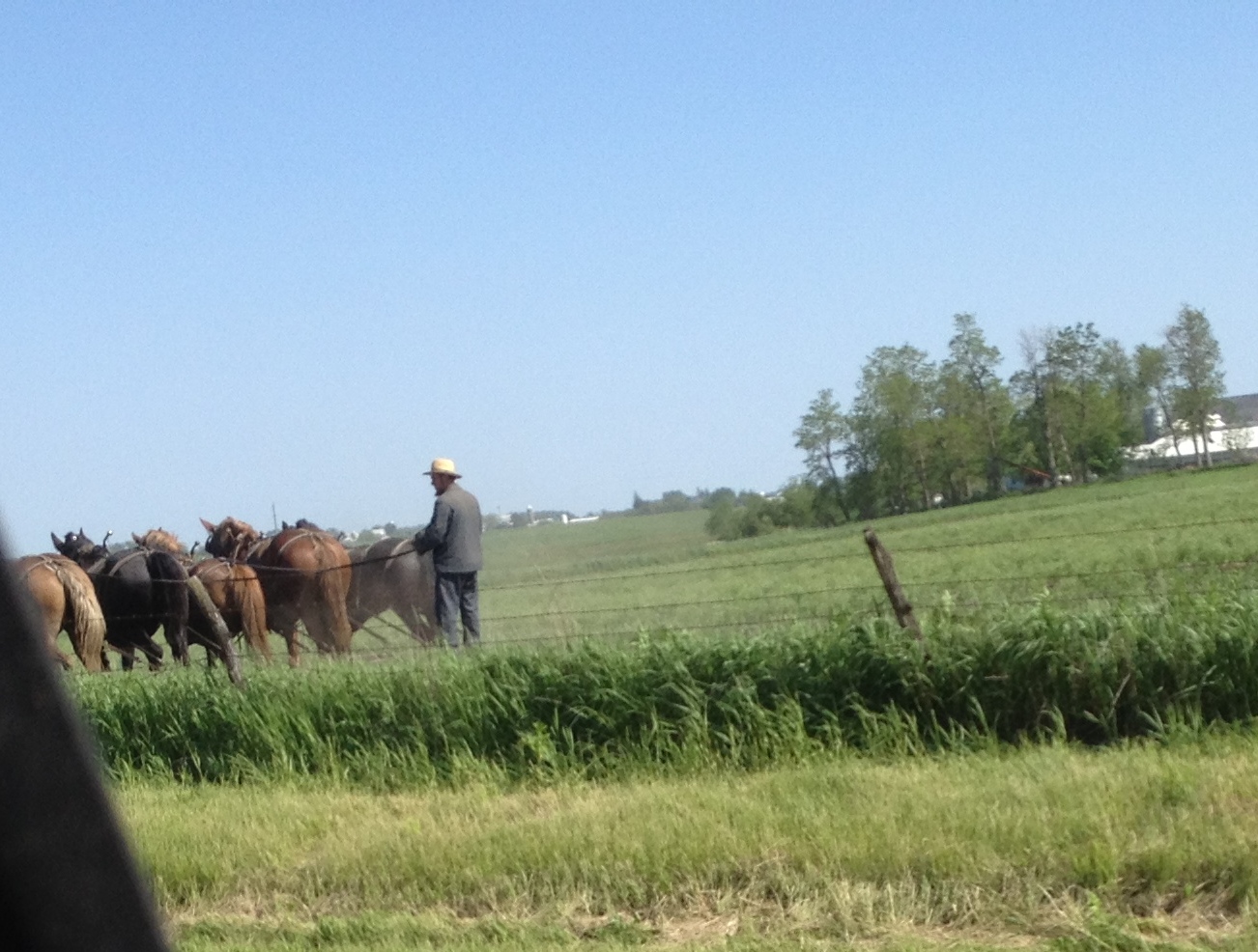 Amish Horses Plowing with Horses