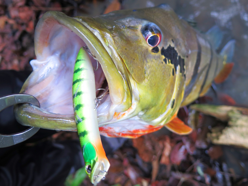 Tackle Source PEACOCK BASS ON TOPWATER AND JERKBAITS!