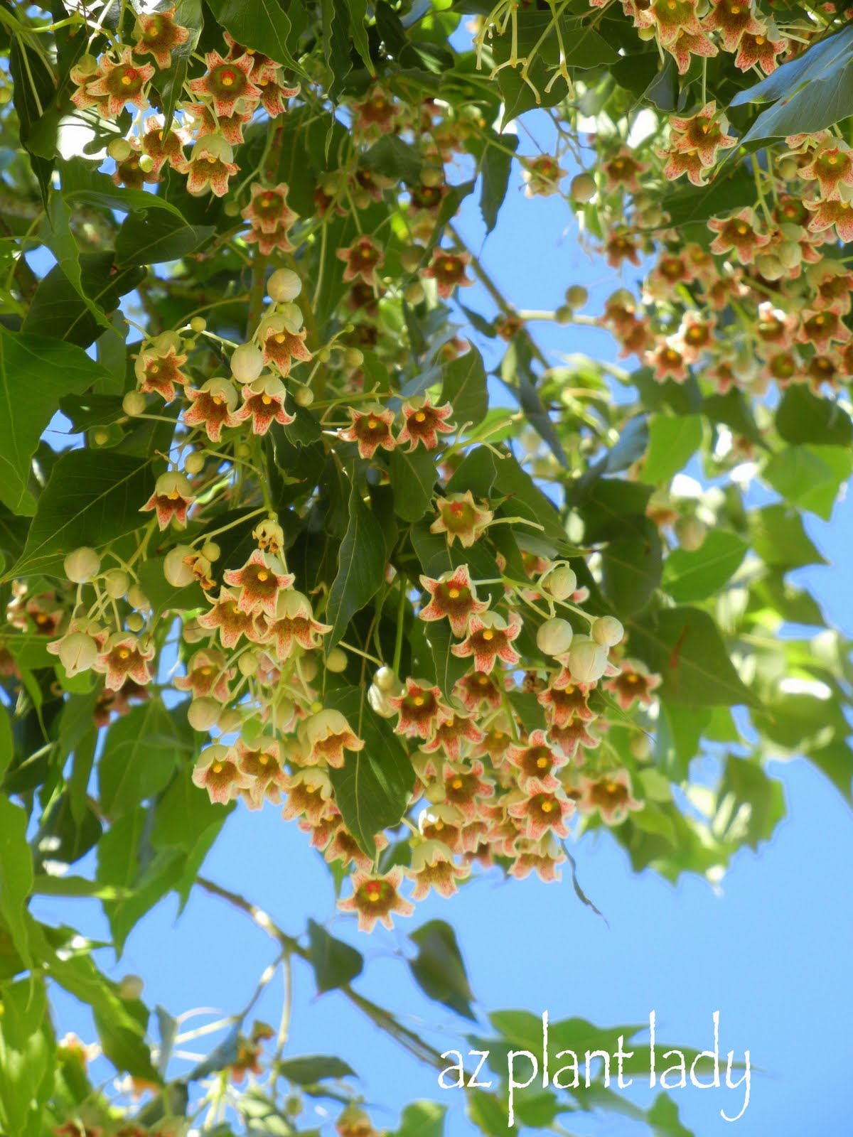 A Morning Walk With 2 Special Guests.... Ramblings from a Desert Garden