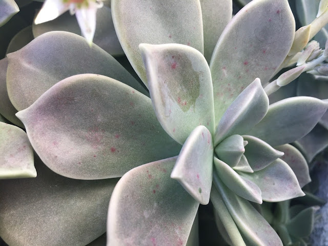 Planta-Fantasma (Graptopetalum paraguayense)
