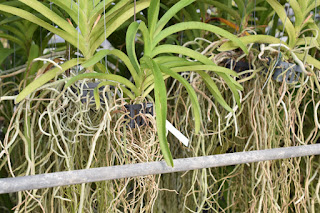 , Visita alle serre di Giulio Celandroni, diarid'orchidee