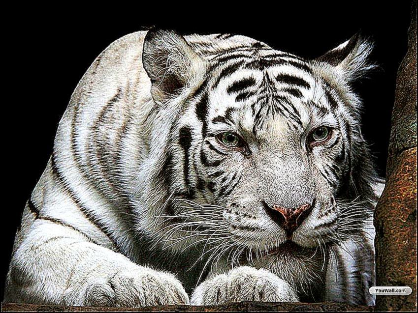 White Tiger HD Wallpapers For Desktop Free 696