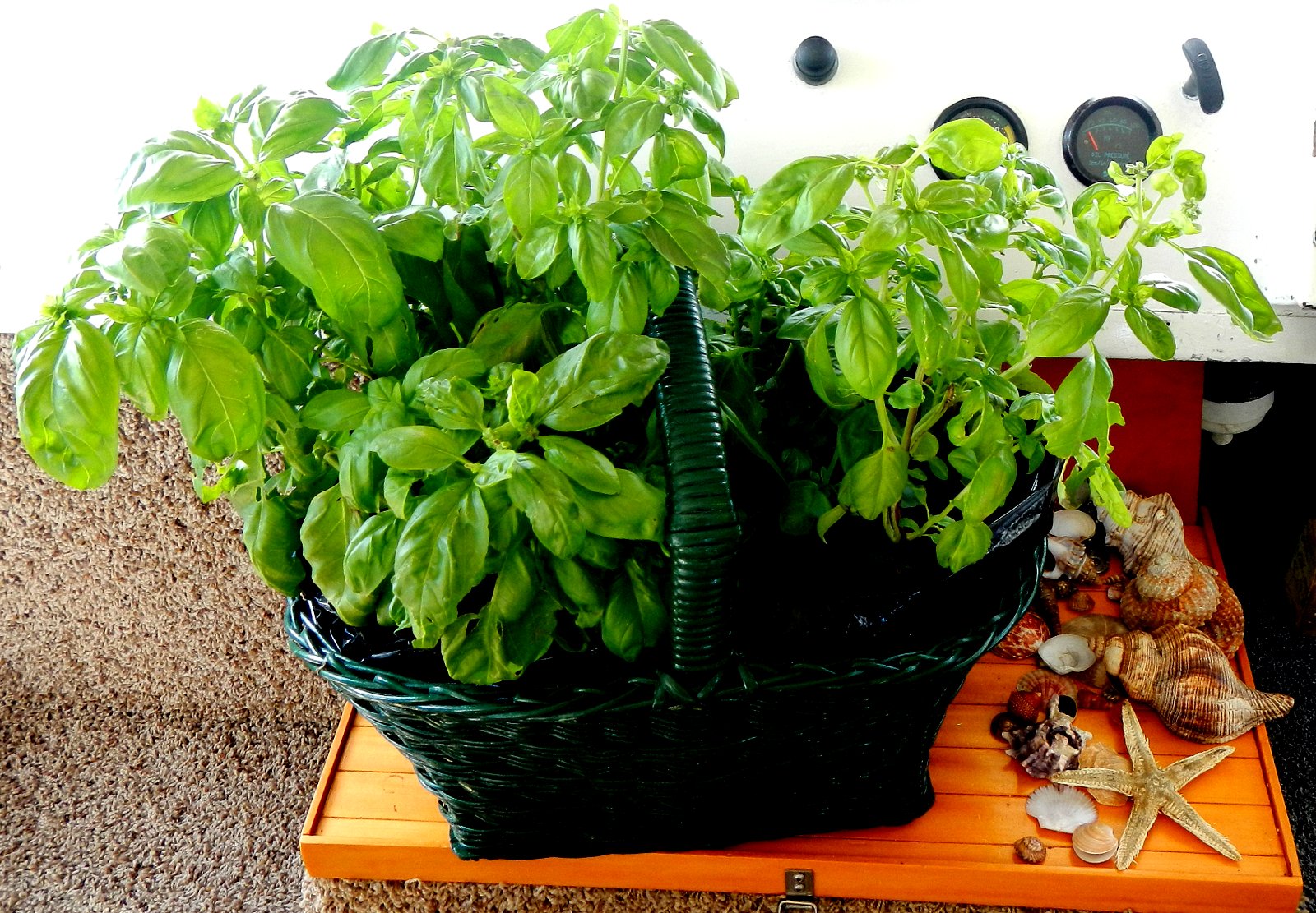 Licorice Allsorts My Basil... How It's Grown