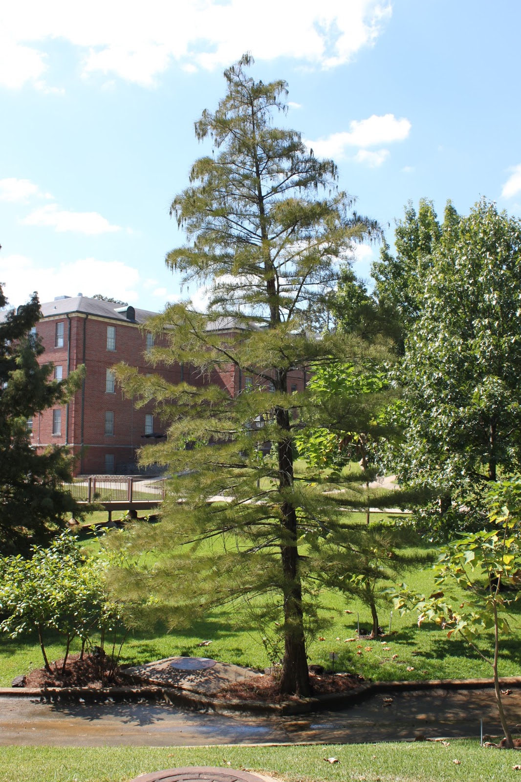 Centenary College Arboretum Tree of the Week Pond Cypress (Taxodium