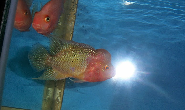 Lohan ikan terbesar Lohan ikan terbesar