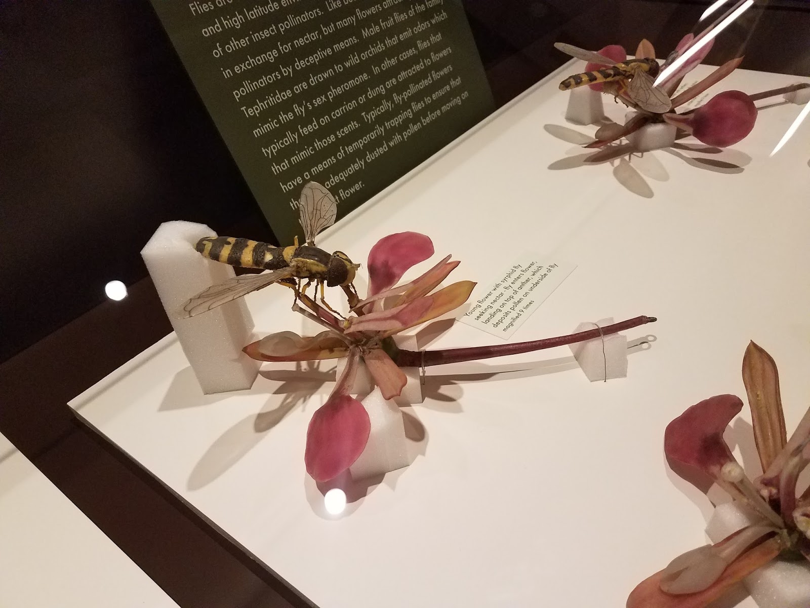 Showing up for the Muse Glass flowers always in bloom at Harvard