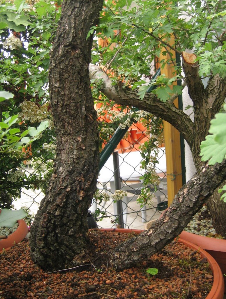 Maros Bonsai Blog Letné kopanie yamadori dubov/ Summer collecting of yamdori Quercus
