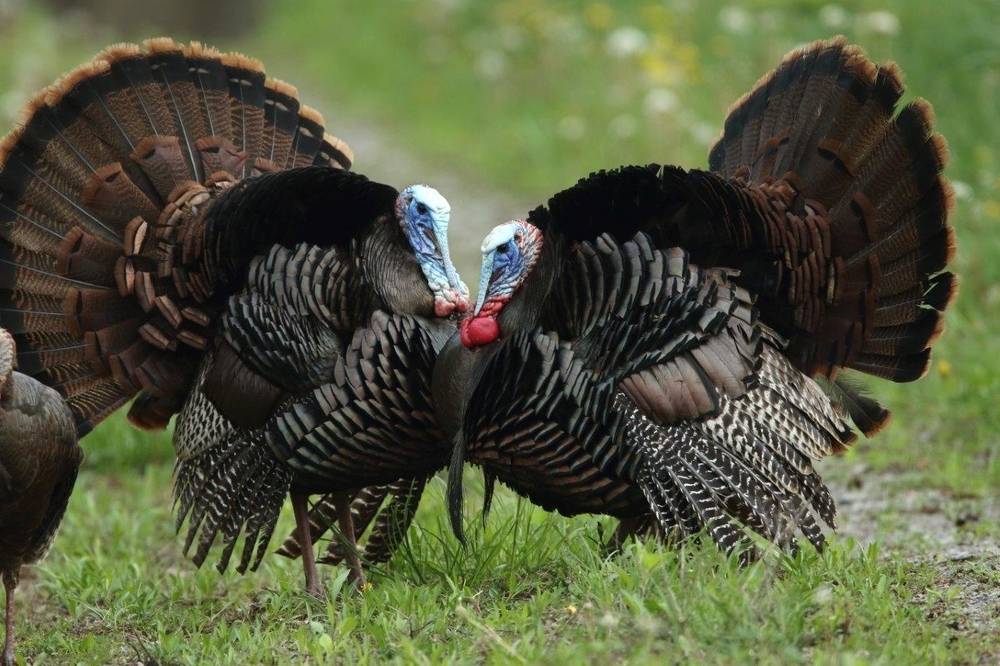 The The Definition of Turkeys