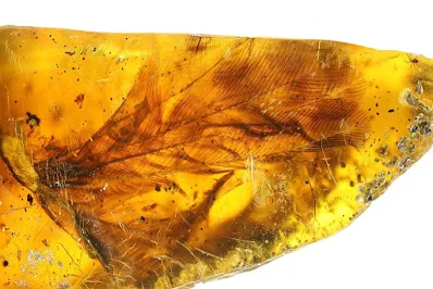 This 100-Million-Year-Old Bird Trapped in Amber Is The Best We've Ever Seen