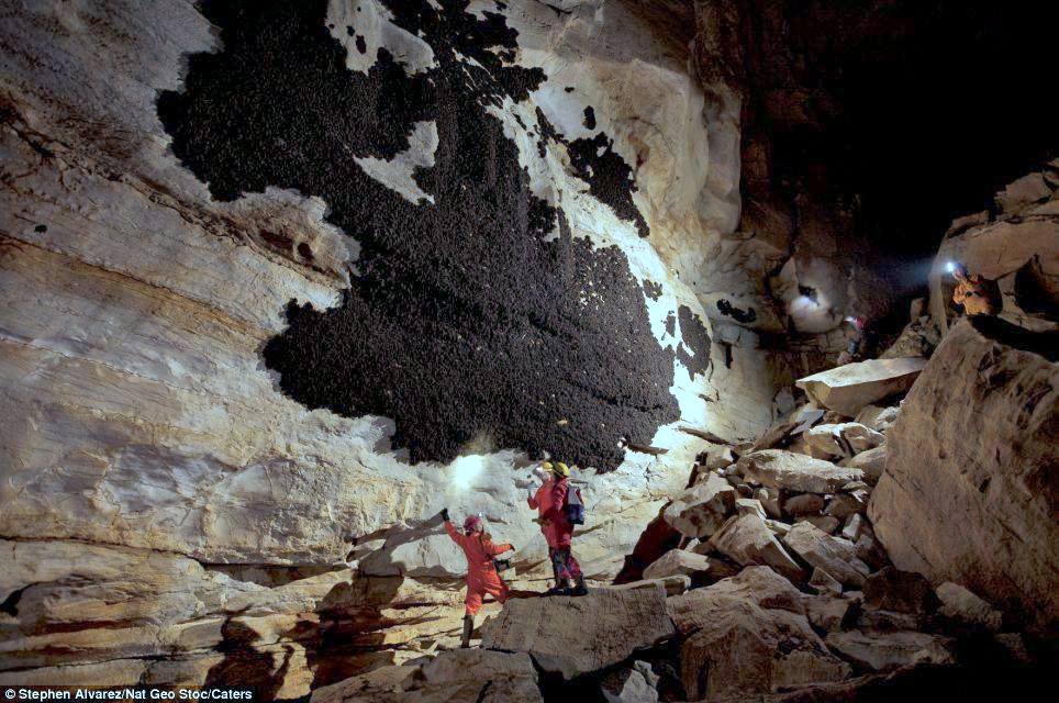 To the bat cave! rare and stunning images