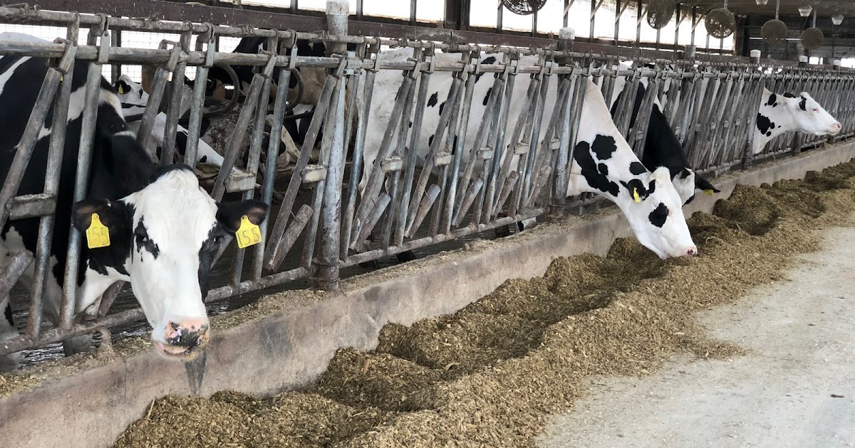 Lait de Normandie... et d'ailleurs Revue de presse USA Les fermes