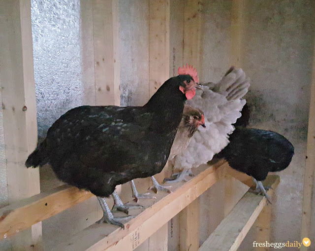 Useful Can i use vinegar to clean chicken coop PEDO COOP