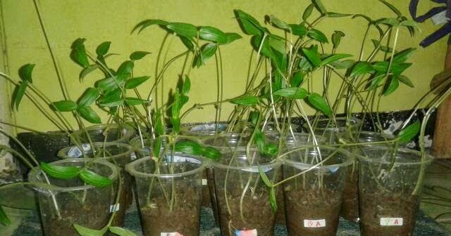 Pengaruh Jenis Pupuk Terhadap Pertumbuhan Tanaman Kacang Hijau