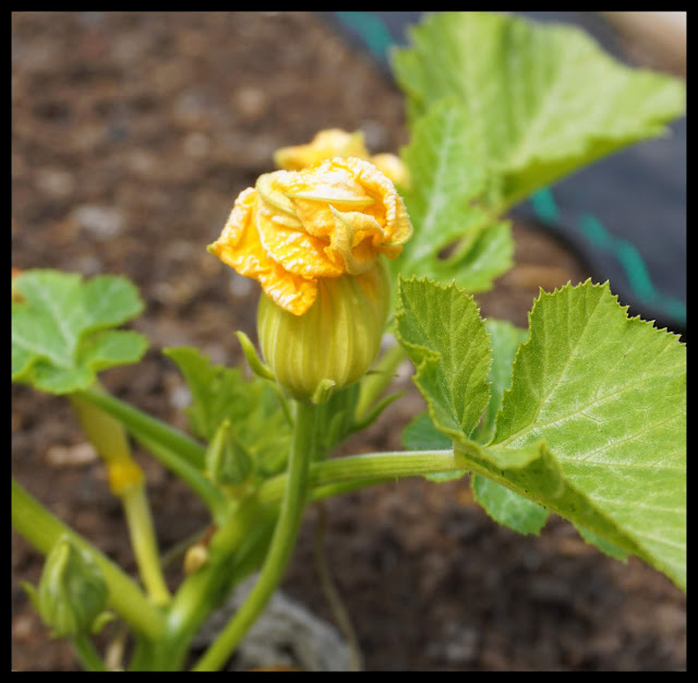 courgette flower - Carrie Gault 2018