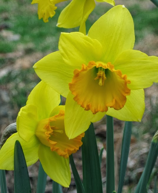 Green Meadows Community Garden Daffodils or Jonquils?