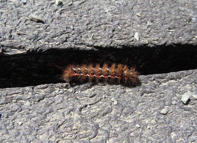 Knot Grass Moth caterpillar - Lower Moors, Isles of Scilly