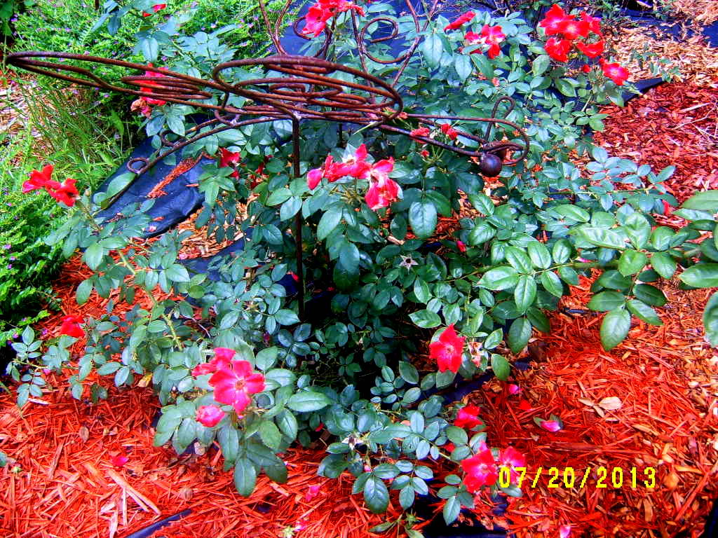 Alabama Rose and Flower Garden from a Non-Green Thumb: Rose of the Week ...