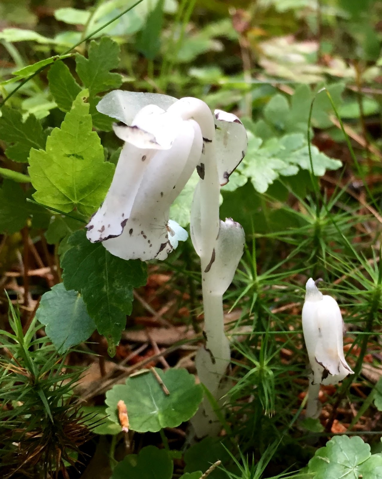 Red House Garden Ghost Pipe Plant