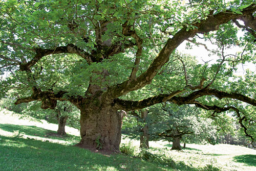 Les arbres magiques : le chêne  Felsberg