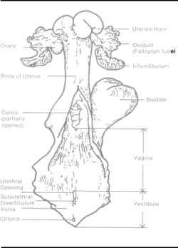 MOOMOO DAIRIES: Reproductive System