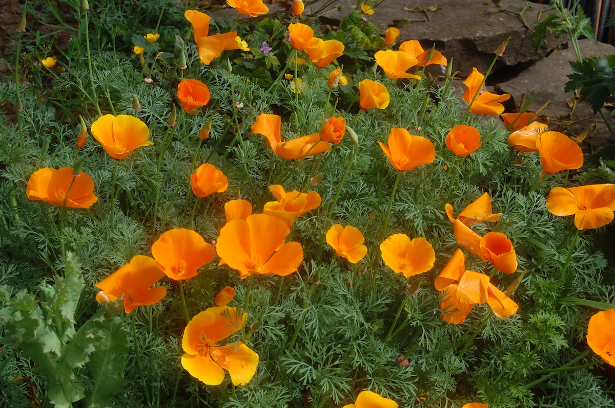 Noel's Garden Blog: Self-seeding plants - joys and dangers