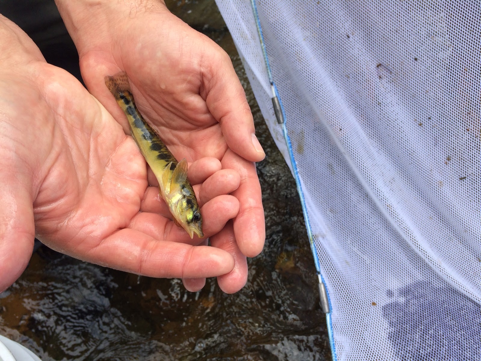 Virginia Water Radio Episode 433 (81318) Virginia's Freshwater