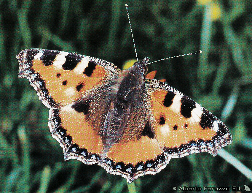 Universo Dei Lepidotteri Ted Hughes Il Poeta Dei Fiori E Delle Farfalle