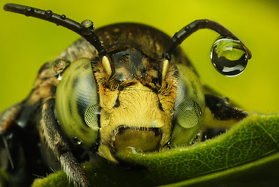 reverse macro lens adapter