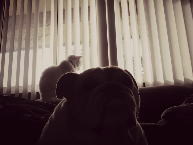 Overly Dramatic Posts four-eyes rella: overly dramatic photos of my cat and dog