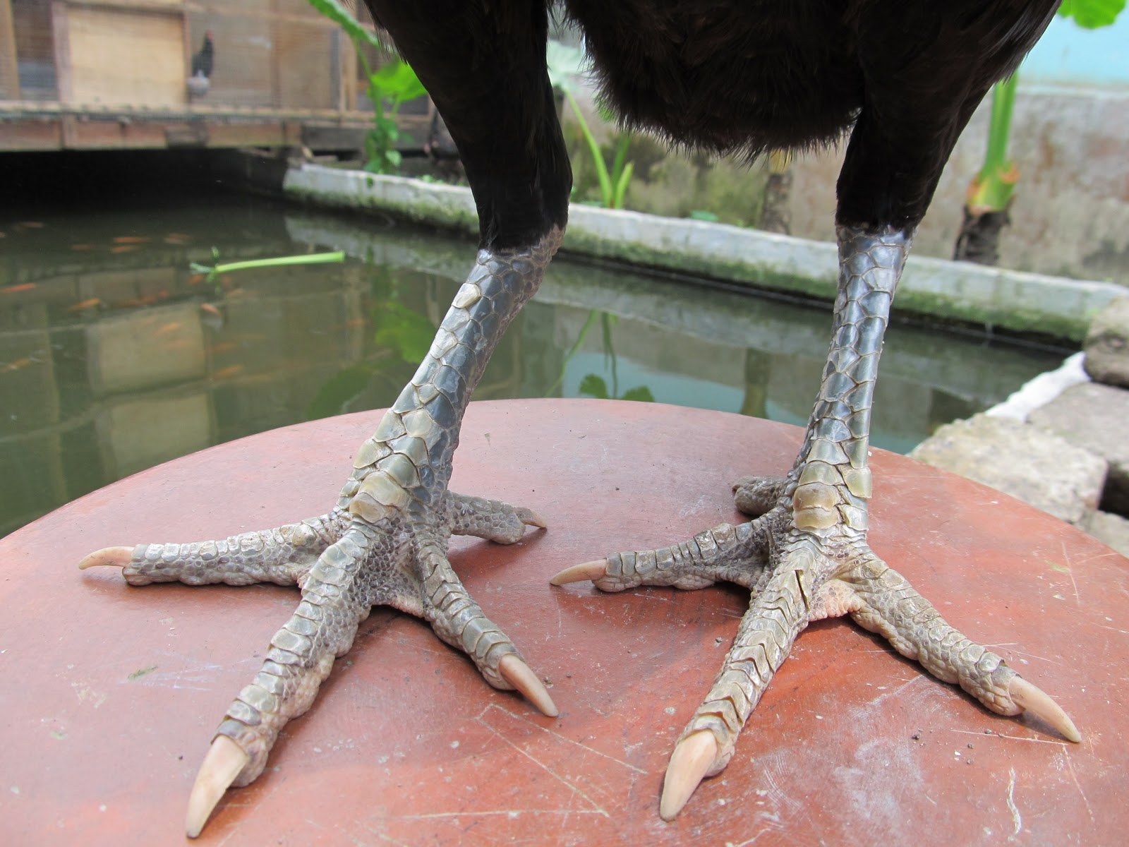 PETERNAKAN AYAM BANGKOK IMPORT BABON IMPORT