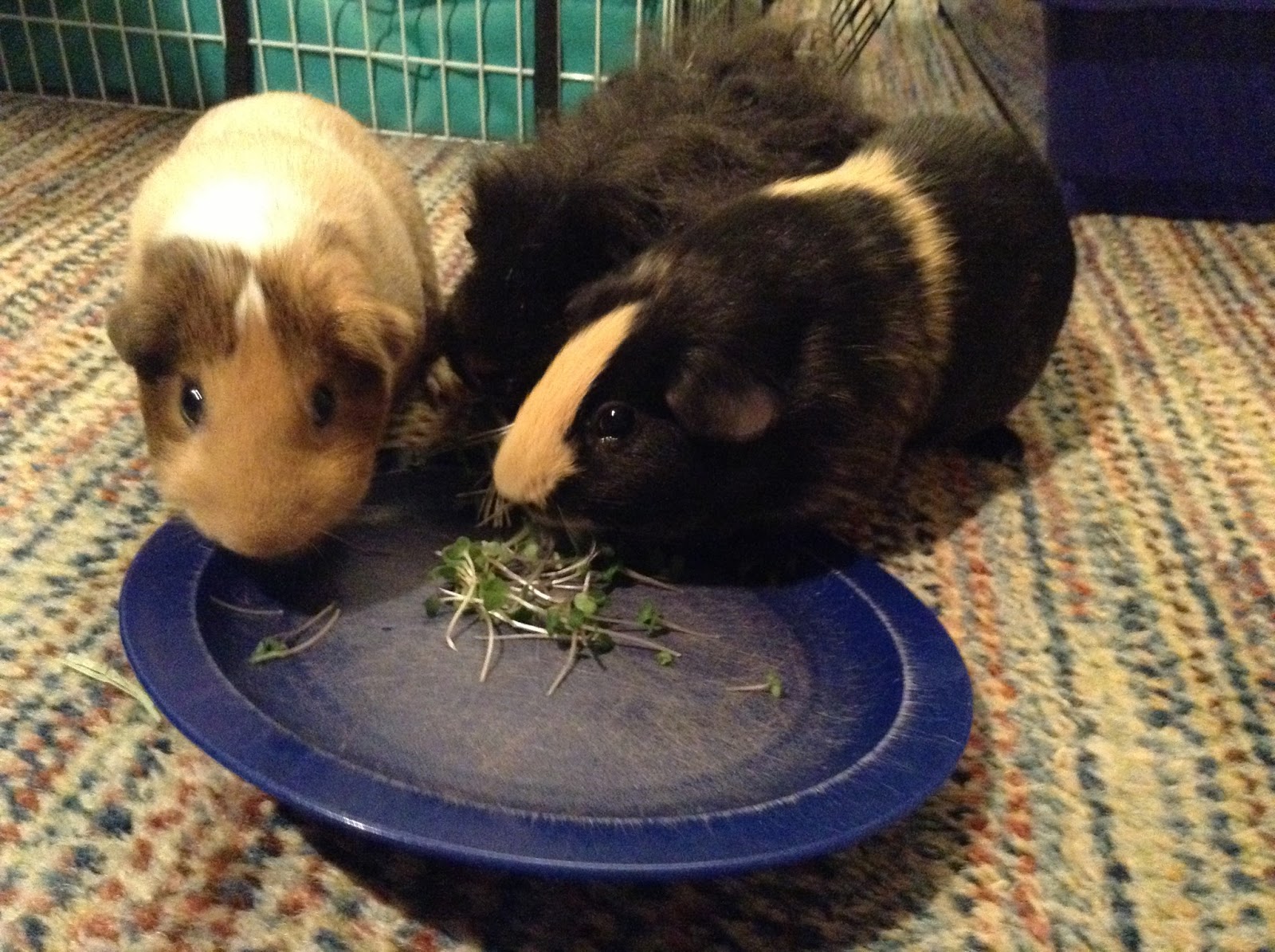 Cavy Savvy A Guinea Pig Blog Can Guinea Pigs Eat Micro Greens?