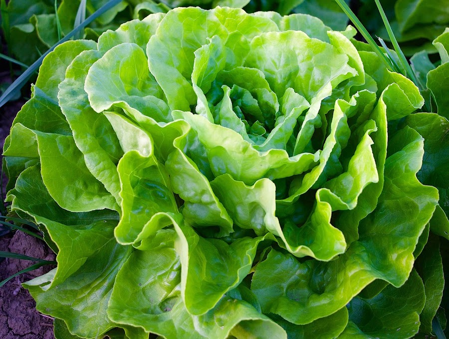 ¿Te gusta la lechuga? Después de conocer todos los beneficios querrás comerla siempre