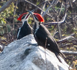 Pileated Earth Day Dance