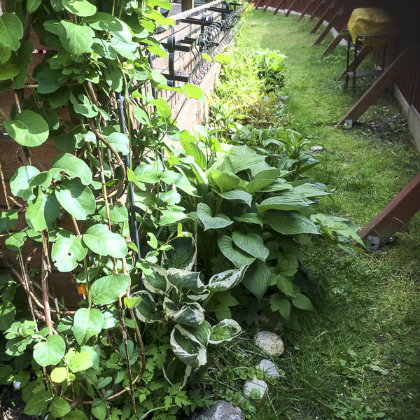 hosta, funkia hosta, funkia