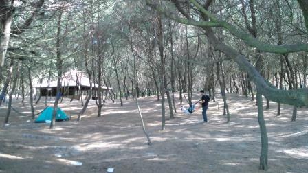 Cemara Sewu Jogja, Pantai 'Rasa' Hutan | Cerita Dolan ...