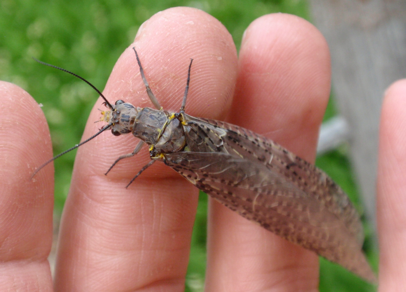 Crunchy Segments Fishflies and Dobsonflies