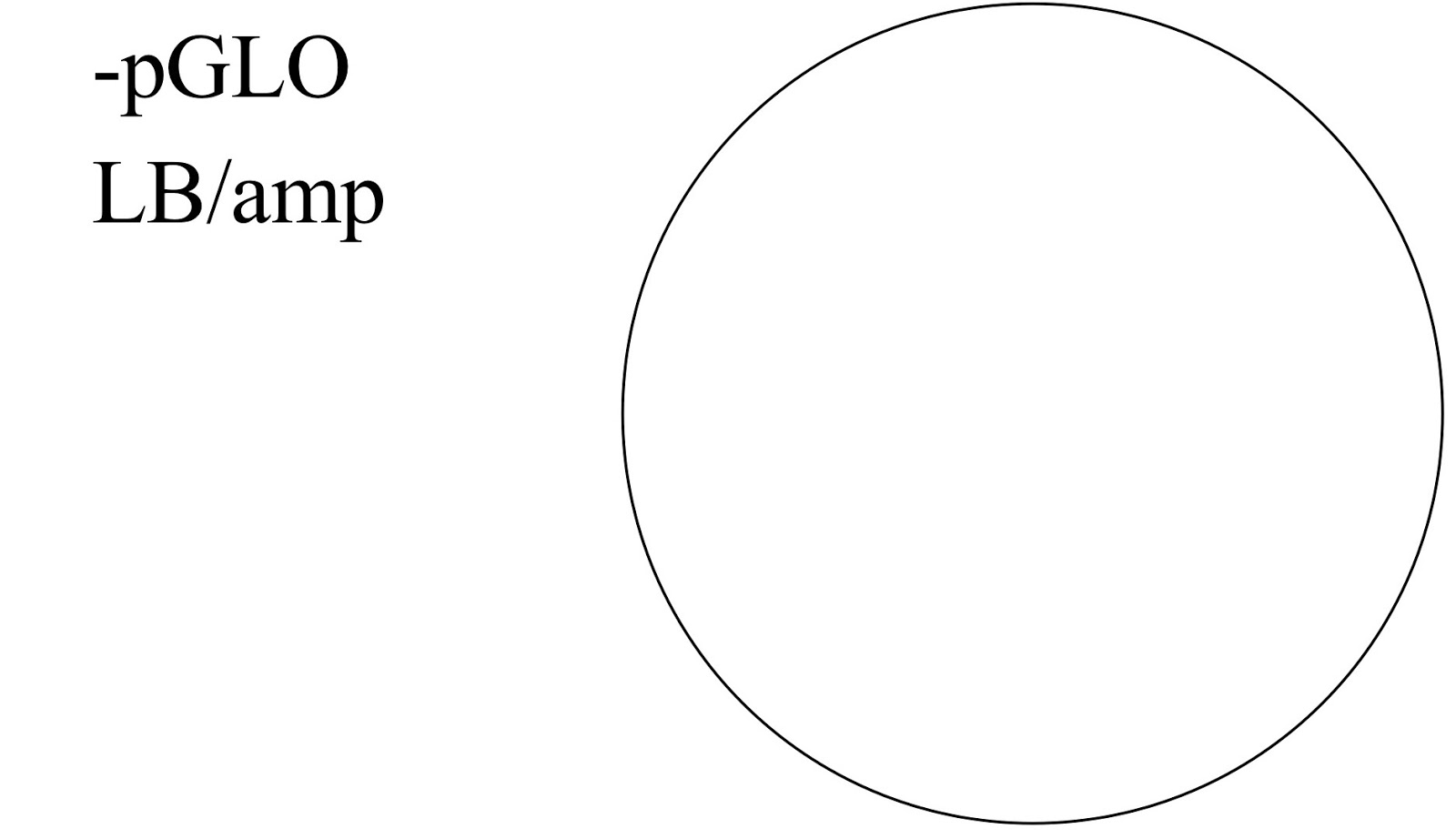 AP Biology Blog Mark Ingram P.7 pGLO Transformation Experiment