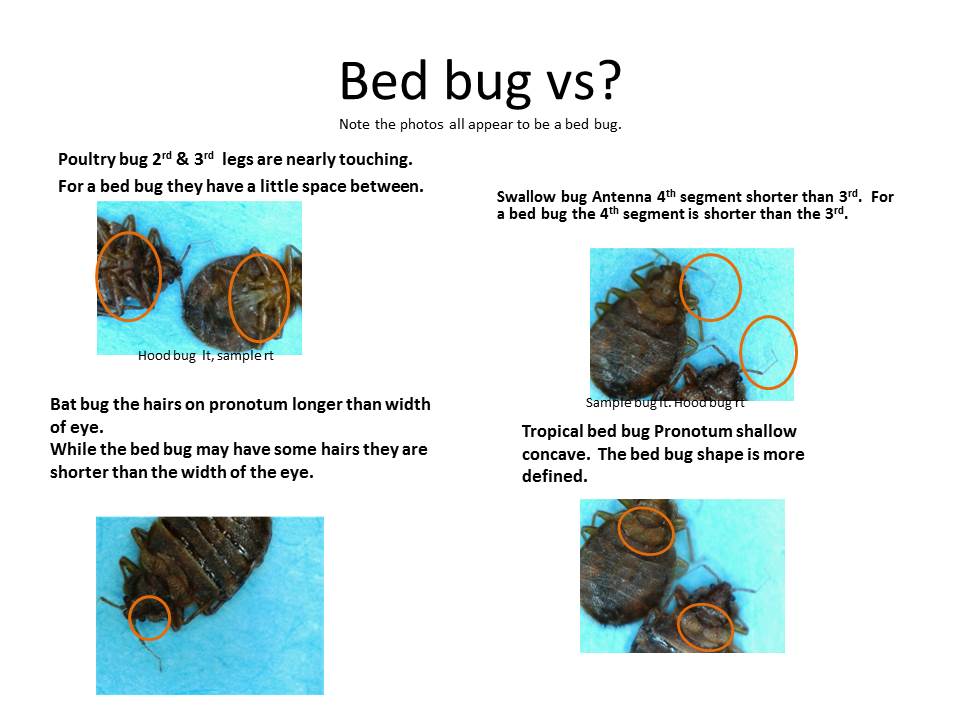 Bat Bug Vs Bed Bug All You Need Infos