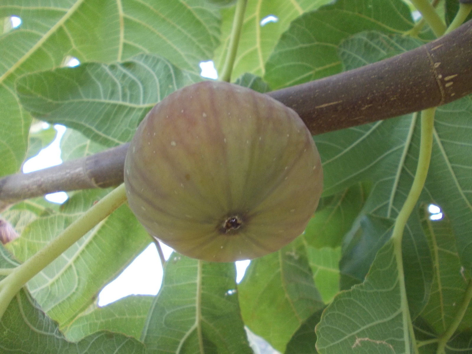Summer Brown Fig Var Tin