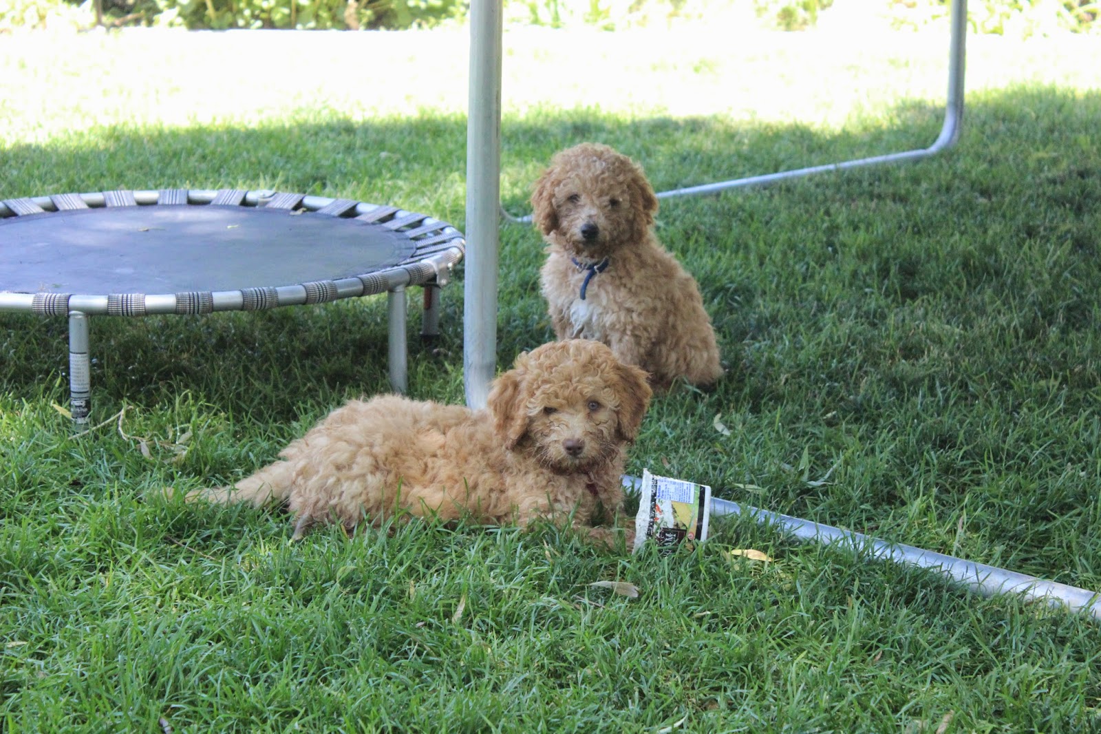 EllsWORTH Labradoodle Puppies! Spruce and Ash are still avaliable
