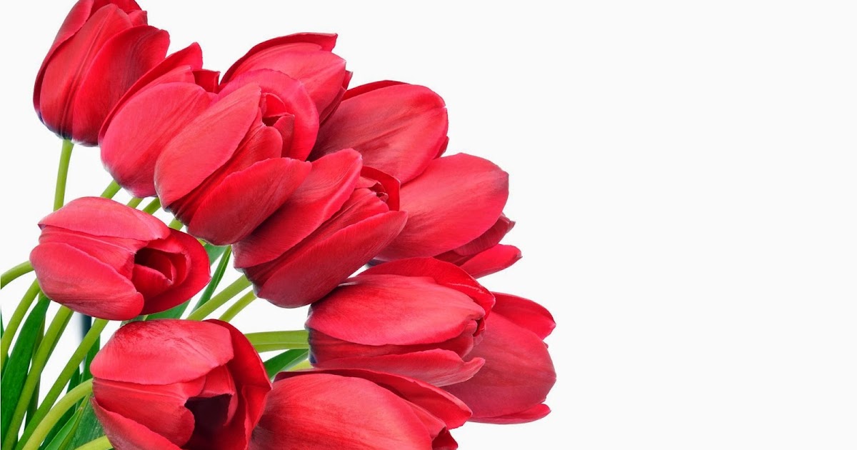 Fathonan Kumpulan Gambar  Bunga  Mawar Cantik HD untuk 