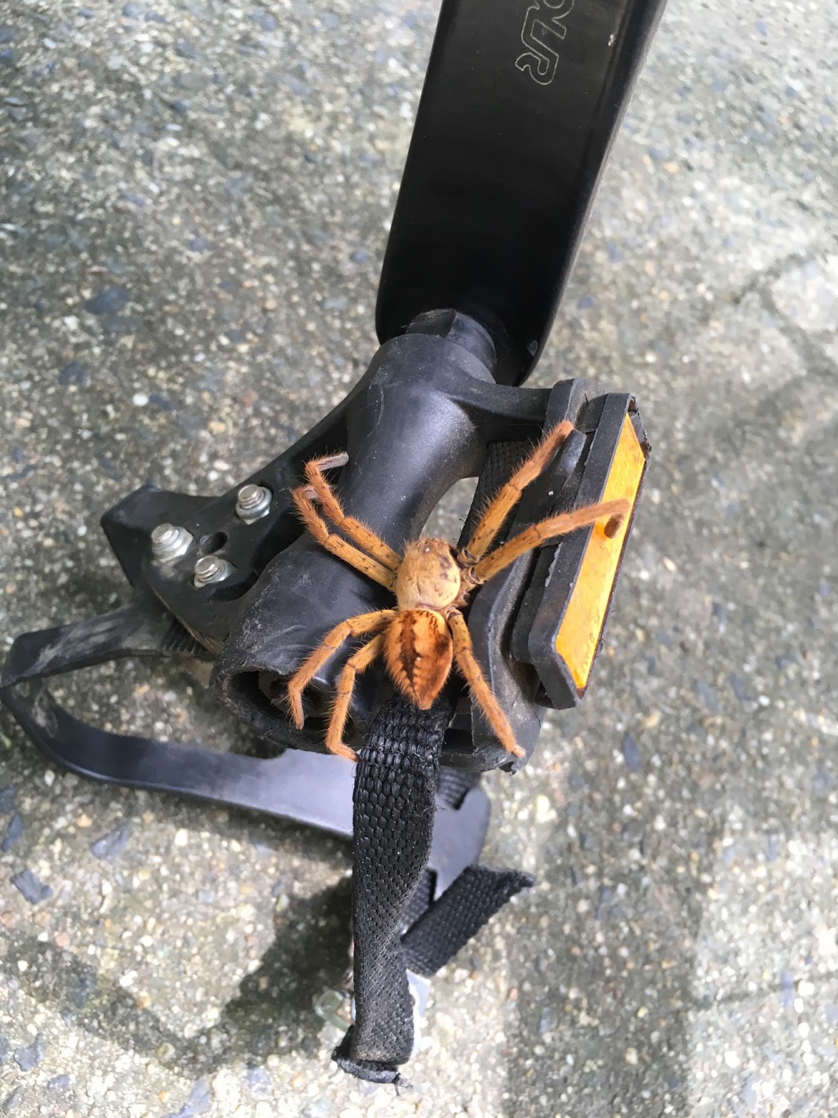 Giant spiders, cycling in Cairns, and Crystal Cascades Park