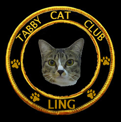 Tabby Cat Club