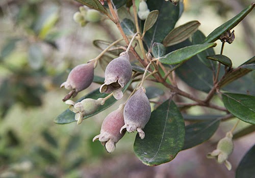 View source image Image result for hoa sim tim mages