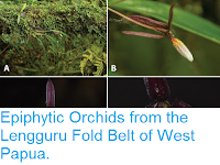 http://sciencythoughts.blogspot.co.uk/2016/04/epiphytic-orchids-from-lengguru-fold.html