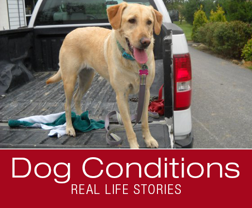 Dog Conditions Real-Life Stories: The House Is On Fire! Bridget's Pancreatitis