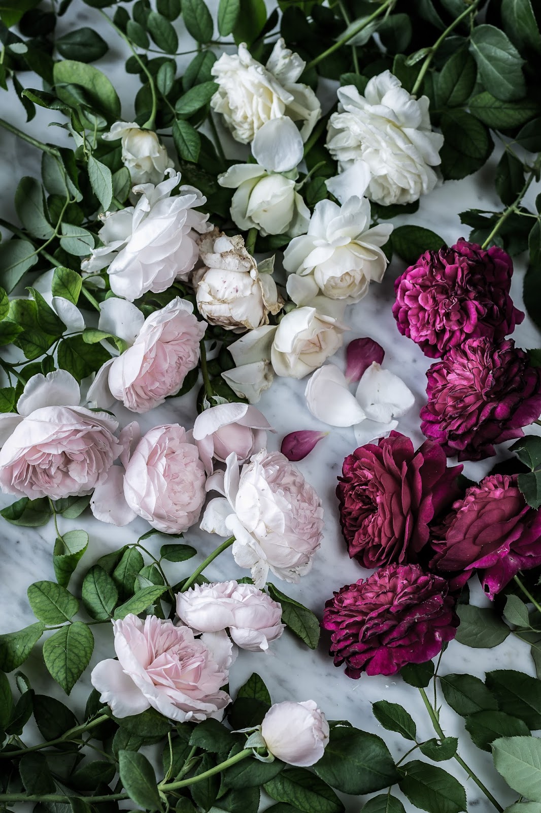 BUONA FESTA DELLE DONNE. | LPDA by Antonella Manfredi