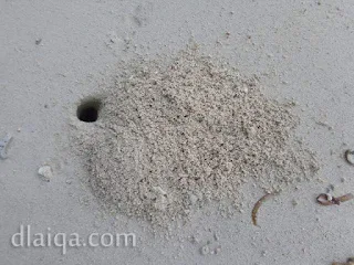lubang kepiting