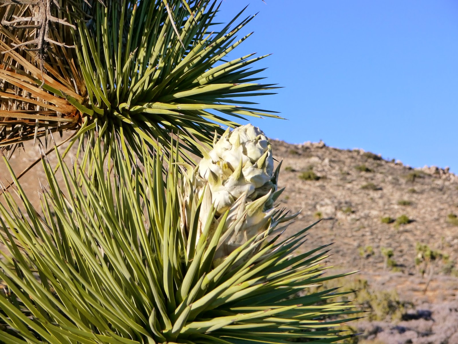 American Travel Journal Joshua Tree National Park Joshua Trees in Bloom